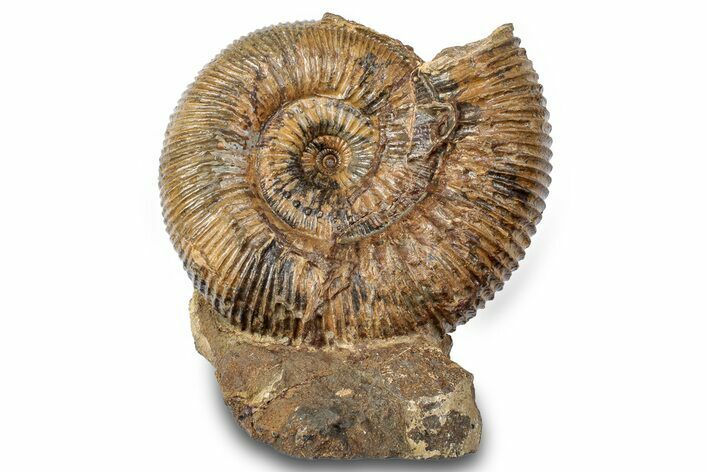 Jurassic Ammonite (Stephanoceras) Fossil - Frick, Switzerland #279297